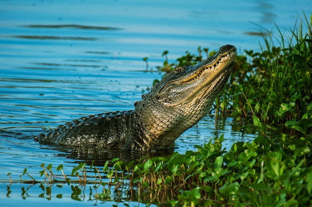 the-everglades-is-location-to-check-when-you-visit-us-east-coast